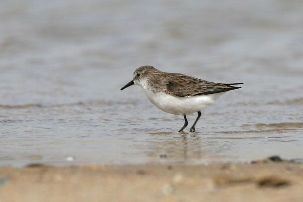 Little Stint �2006 Fraser Simpson