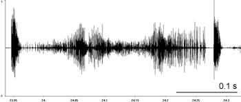 Oscillogram of Locomotive Grasshopper courtship stridulation