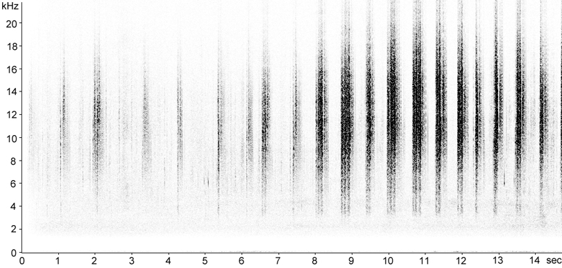 Sonogram of Locomotive Grasshopper courtship stridulation