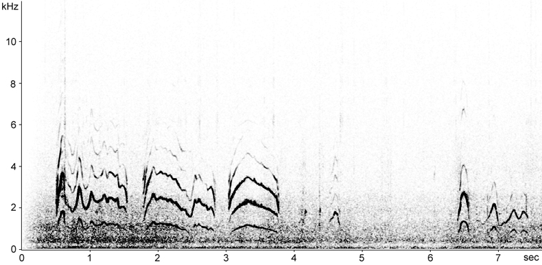 Sonogram of Long-tailed Skua calls and song