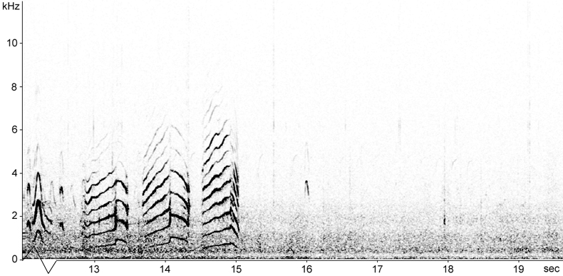 Sonogram of Long-tailed Skua calls and song