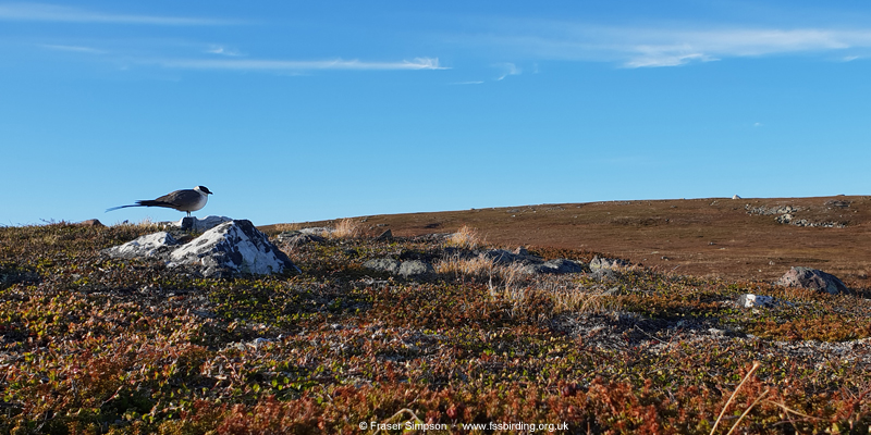 Long-tailed Skua, Geatnjaj�rvi, Varanger, Norway � Fraser Simpson