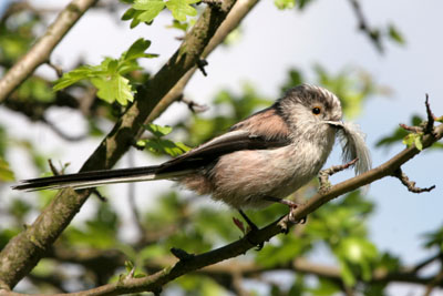 Long-tailed Tit nest building with feather � 2005  F. S. Simpson