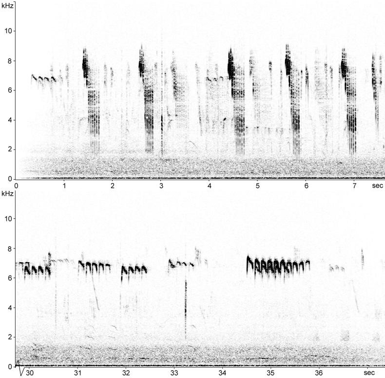 Sonogram of Long-tailed Tit calls