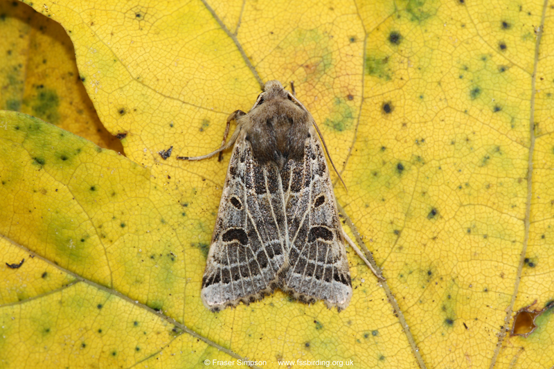 Lunar Underwing (Omphaloscelis lunosa) © Fraser Simpson