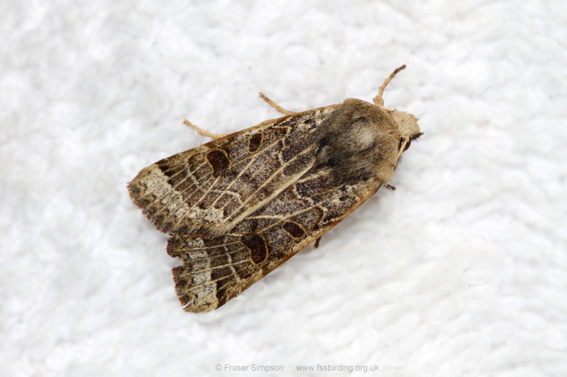 Lunar Underwing (Omphaloscelis lunosa) � Fraser Simpson