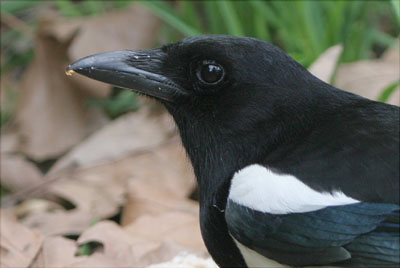 Magpie � 2005  F. S. Simpson