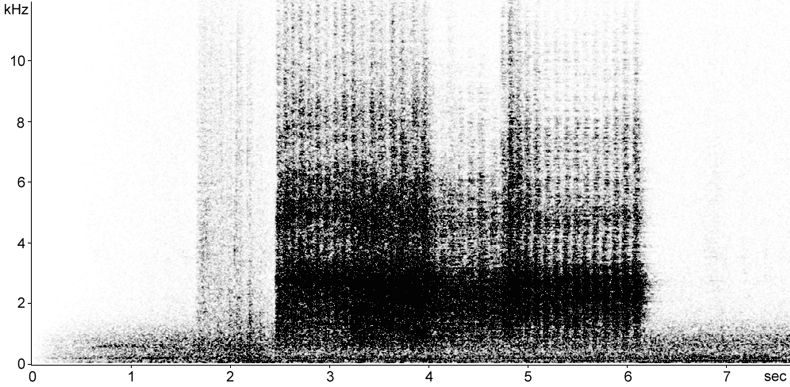 Sonogram of Magpie alarm calls