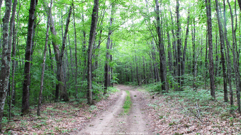 Woodland at Brownfield Bog/Major Gregory Sanborn WMA � Fraser Simpson  �  www.fssbirding.org.uk