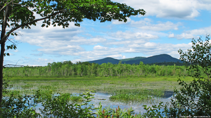Brownfield Bog � Fraser Simpson  �  www.fssbirding.org.uk