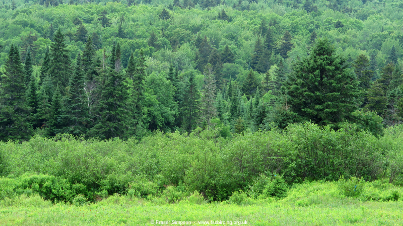 Nesowadnehunk � Fraser Simpson  �  www.fssbirding.org.uk