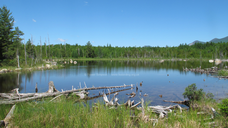Stump Pond � Fraser Simpson  �  www.fssbirding.org.uk