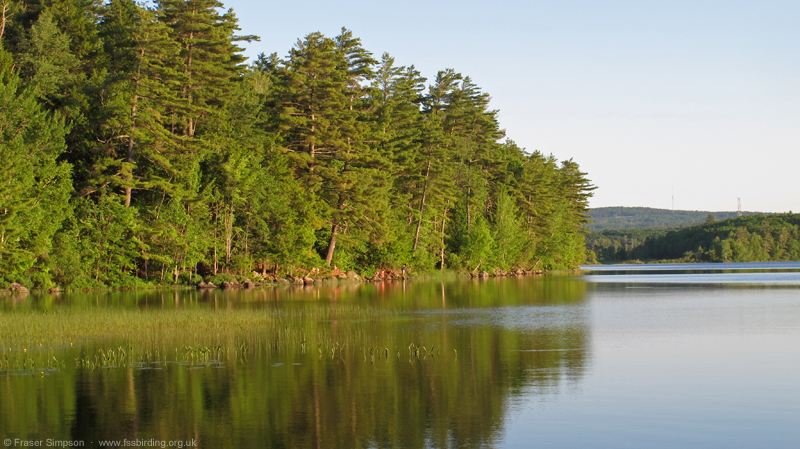 Fields Pond � Fraser Simpson  �  www.fssbirding.org.uk