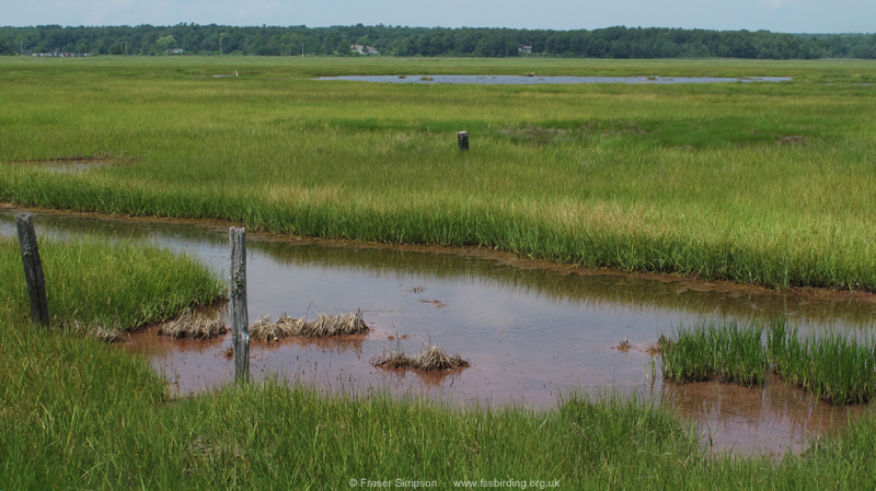 Scarborough Marsh � Fraser Simpson  �  www.fssbirding.org.uk