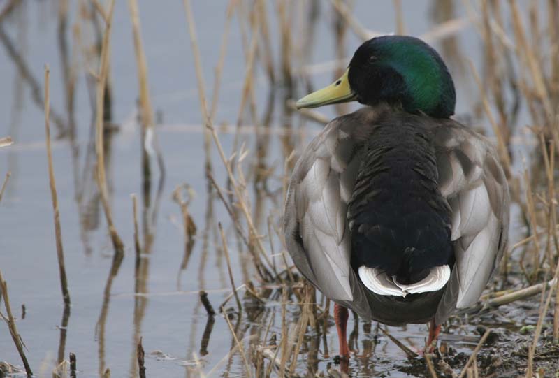 Mallard (male)  2005  F. S. Simpson