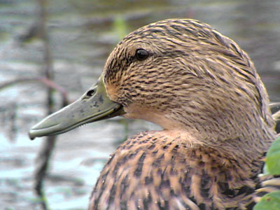 Mallard, Phonescoping 2005 Fraser Simpson