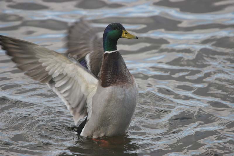 Mallard (m) � 2005  F. S. Simpson