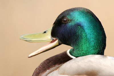 Mallard (male) � 2005  F. S. Simpson