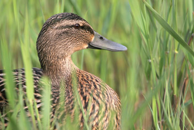 Mallard (female) � 2005  F. S. Simpson