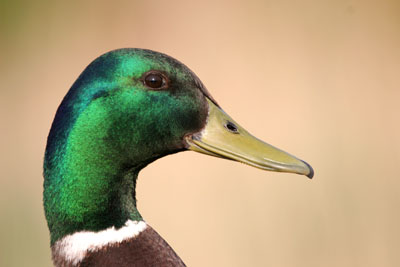 Mallard (male) � 2005  F. S. Simpson
