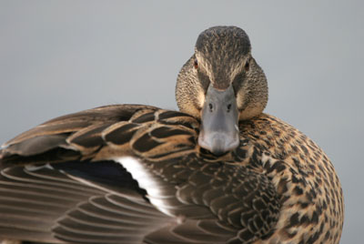 Mallard (female) � 2005  F. S. Simpson