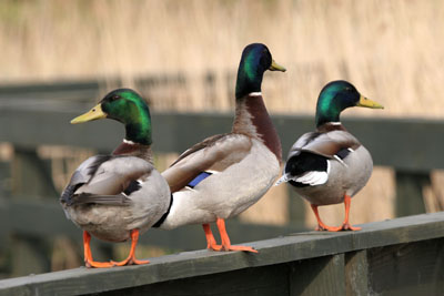 Mallards � 2005  F. S. Simpson