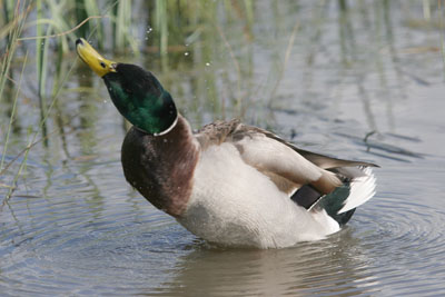 Mallard  2005  F. S. Simpson