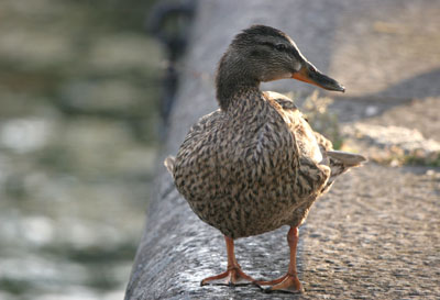 Mallard  2005  F. S. Simpson