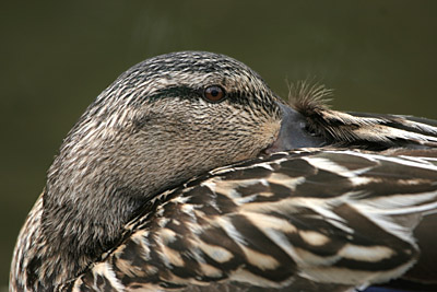 Mallard  2005  F. S. Simpson