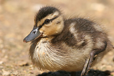 Mallard chick � 2005  F. S. Simpson