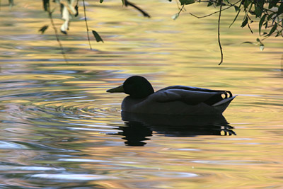Mallard �2005 Fraser Simpson