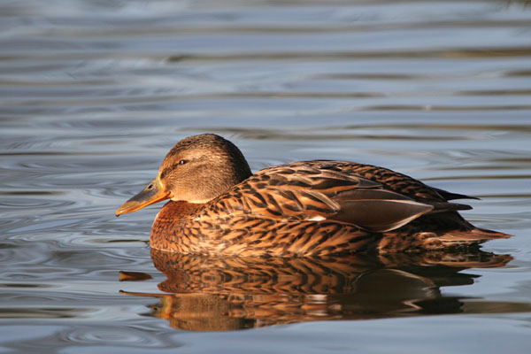 Mallard 2005 Fraser Simpson