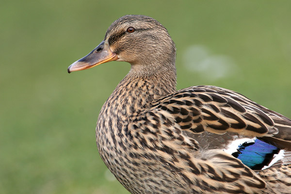 Mallard 2005 Fraser Simpson