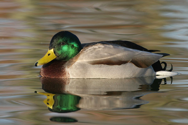 Mallard 2005 Fraser Simpson