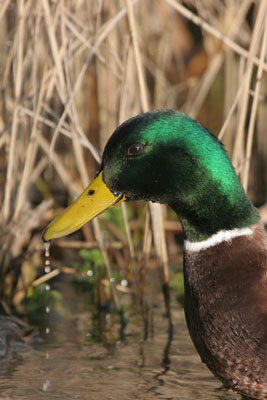 Mallard  �2006 Fraser Simpson