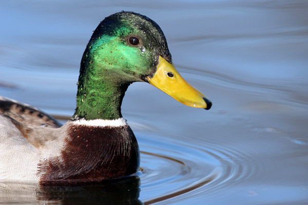 Mallard 2006 Fraser Simpson