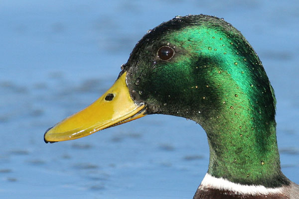 Mallard 2006 Fraser Simpson