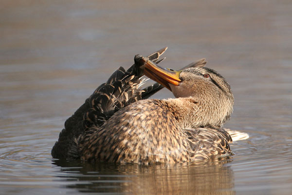 Mallard 2006 Fraser Simpson