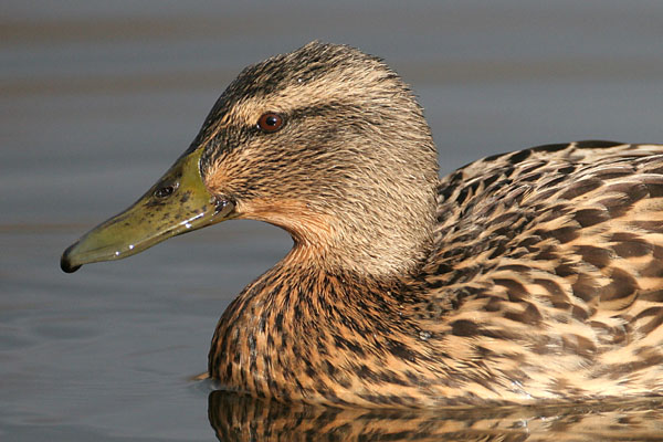Mallard 2006 Fraser Simpson