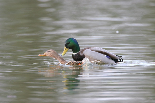 Mallard 2006 Fraser Simpson