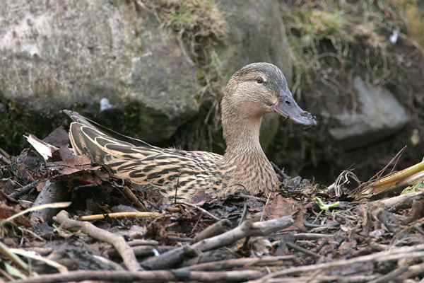 Mallard 2006 Fraser Simpson