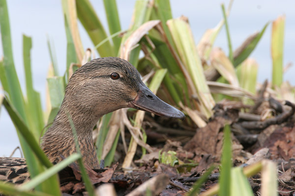 Mallard 2006 Fraser Simpson