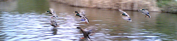 Mallards �2005 Fraser Simpson