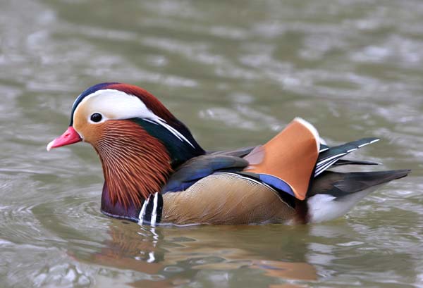 Mandarin Duck (male) � 2005  F. S. Simpson