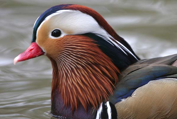Mandarin Duck (male) � 2005  F. S. Simpson