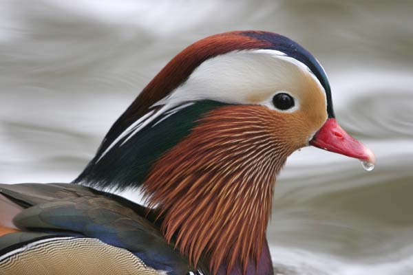 Mandarin Duck (male) � 2005  F. S. Simpson