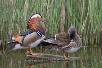 Mandarin Duck pair � 2005  F. S. Simpson