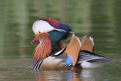 Mandarin Duck � 2005  F. S. Simpson