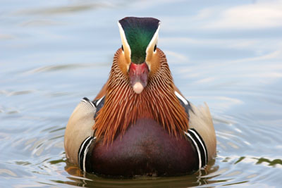 Mandarin Duck � 2005  F. S. Simpson