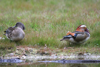 Mandarin Ducks  2005  F. S. Simpson
